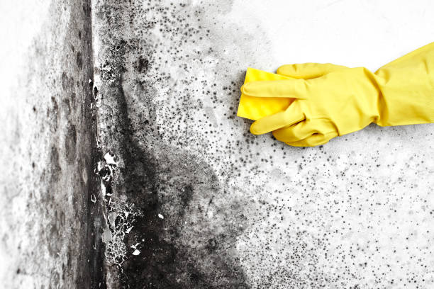 Best Post-Flood Mold Remediation in Lewisburg, OH