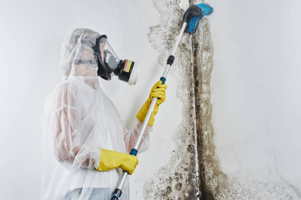 Best Health and Safety Mold Remediation in Lewisburg, OH