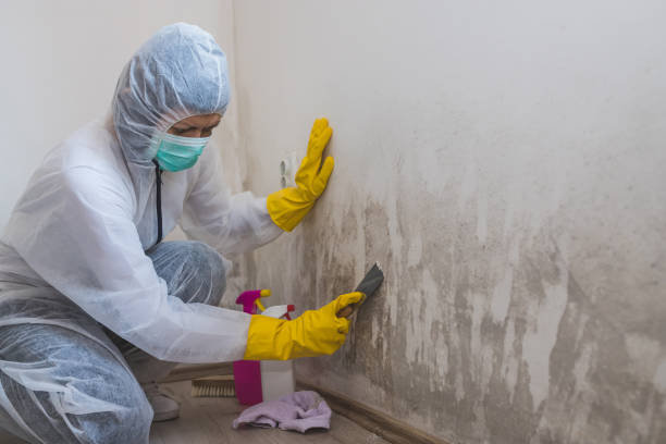 Trusted Lewisburg, OH Mold Remediation Experts