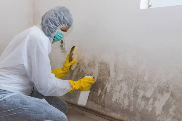 Best Localized Mold Remediation (e.g., coastal areas, humid climates) in Lewisburg, OH