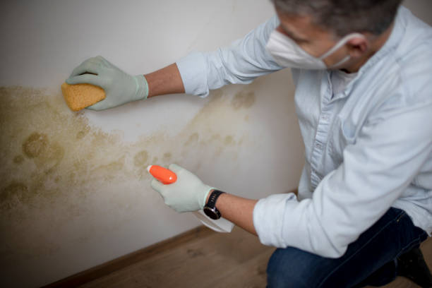 Best Residential Mold Remediation in Lewisburg, OH