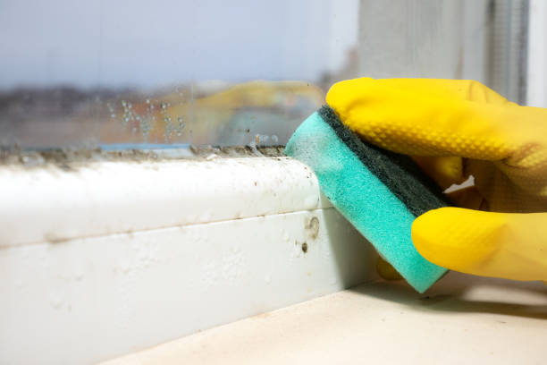 Best Basement Mold Remediation in Lewisburg, OH
