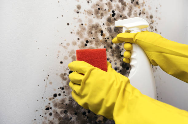 Best Bathroom Mold Remediation in Lewisburg, OH