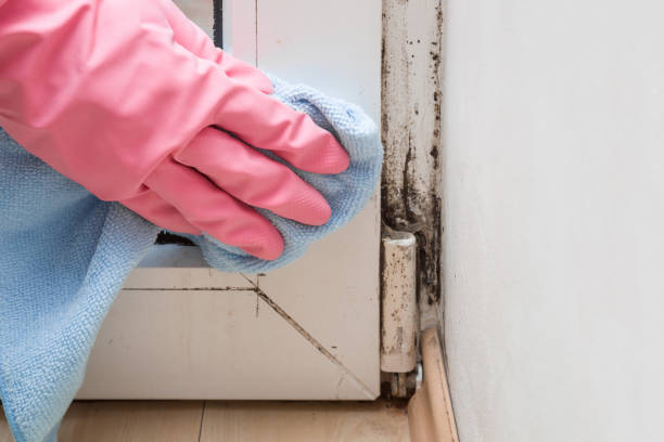 Best DIY Mold Remediation Support Services in Lewisburg, OH