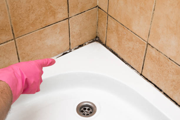 Best White Mold Remediation in Lewisburg, OH