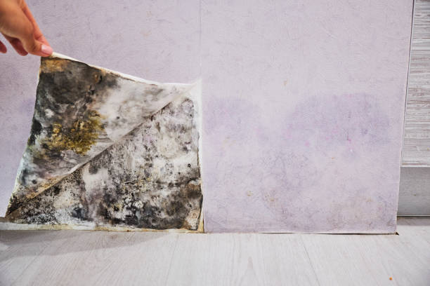 Best Commercial Mold Remediation in Lewisburg, OH